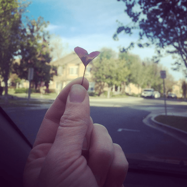 Screen Shot 2017-05-01 at 10.29.56 AM